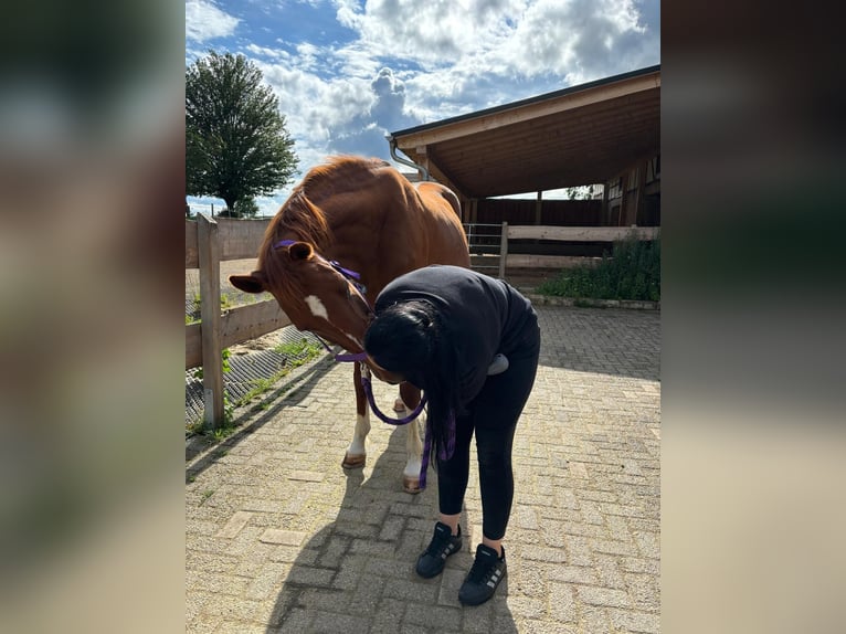 Hannoveraner Stute 20 Jahre 167 cm Fuchs in Wolfhagen