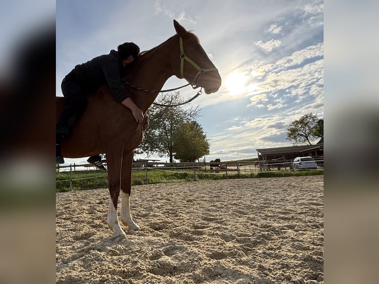 Hannoveraner Stute 20 Jahre 167 cm Fuchs in Wolfhagen