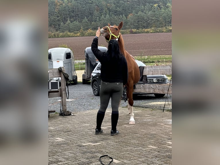 Hannoveraner Stute 20 Jahre 167 cm Fuchs in Wolfhagen