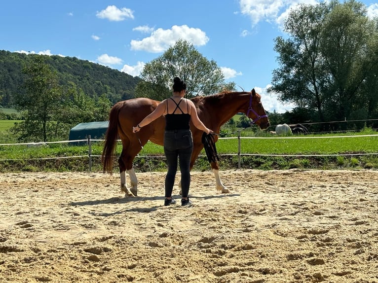 Hannoveraner Stute 20 Jahre 167 cm Fuchs in Wolfhagen