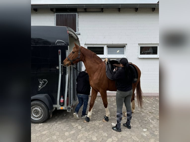 Hannoveraner Stute 20 Jahre 167 cm Fuchs in Wolfhagen