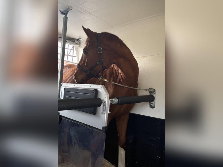 Hannoveraner Stute 20 Jahre 167 cm Fuchs in Wolfhagen