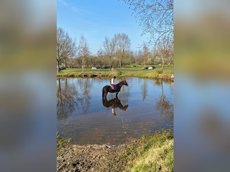 Hannoveraner Stute 20 Jahre 168 cm Dunkelfuchs in Südbrookmerland Victorbur