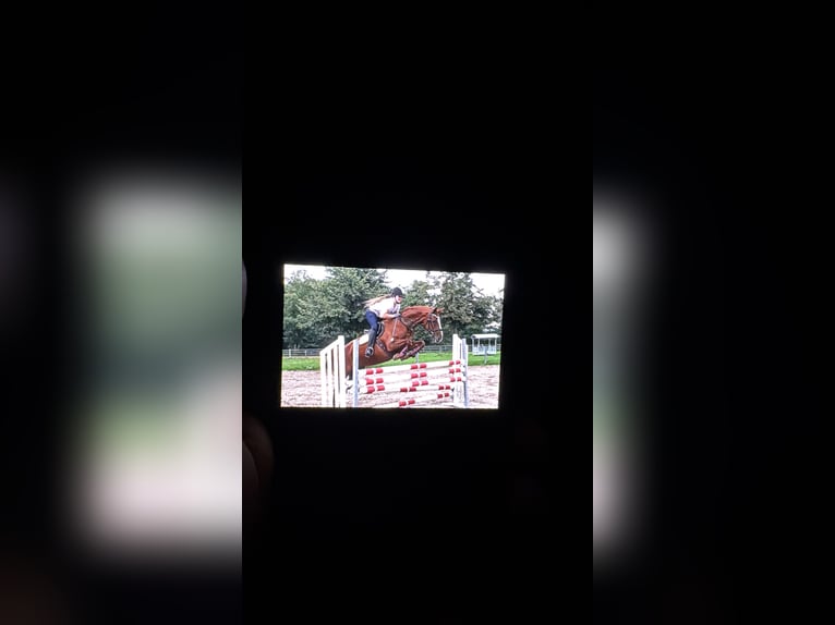 Hannoveraner Stute 20 Jahre 168 cm Fuchs in Leer (Ostfriesland)