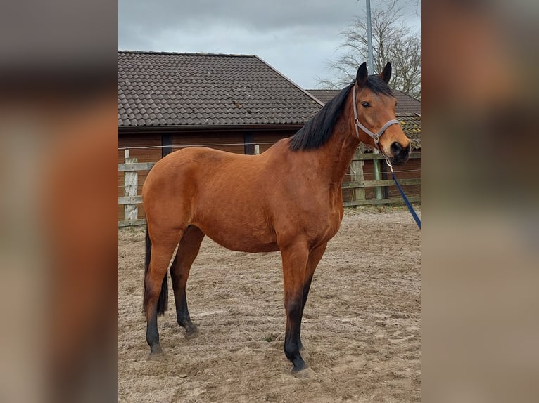 Hannoveraner Stute 20 Jahre 170 cm Hellbrauner in Weener