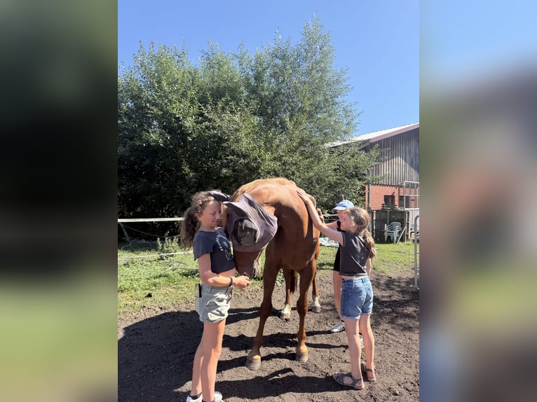 Hannoveraner Stute 21 Jahre 158 cm Fuchs in Worbis