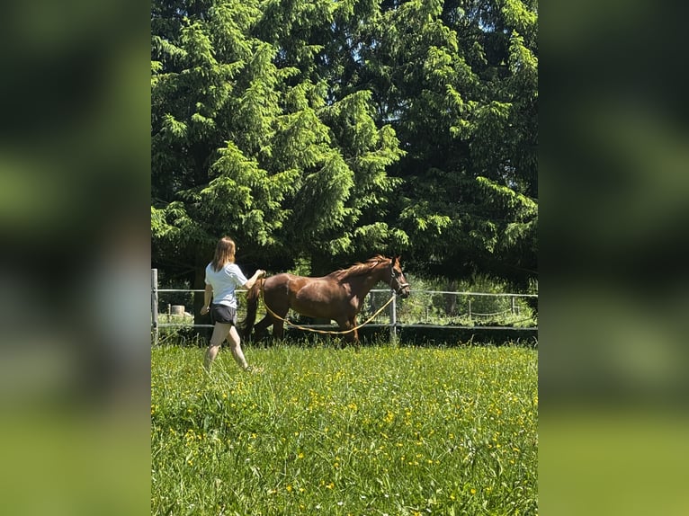 Hannoveraner Stute 21 Jahre 158 cm Fuchs in Worbis