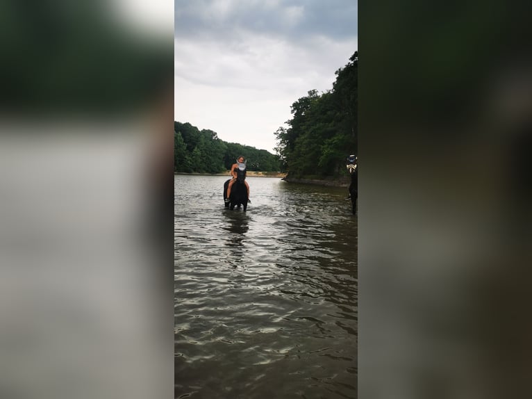 Hannoveraner Stute 21 Jahre 168 cm Rappe in Bad Münstereifel