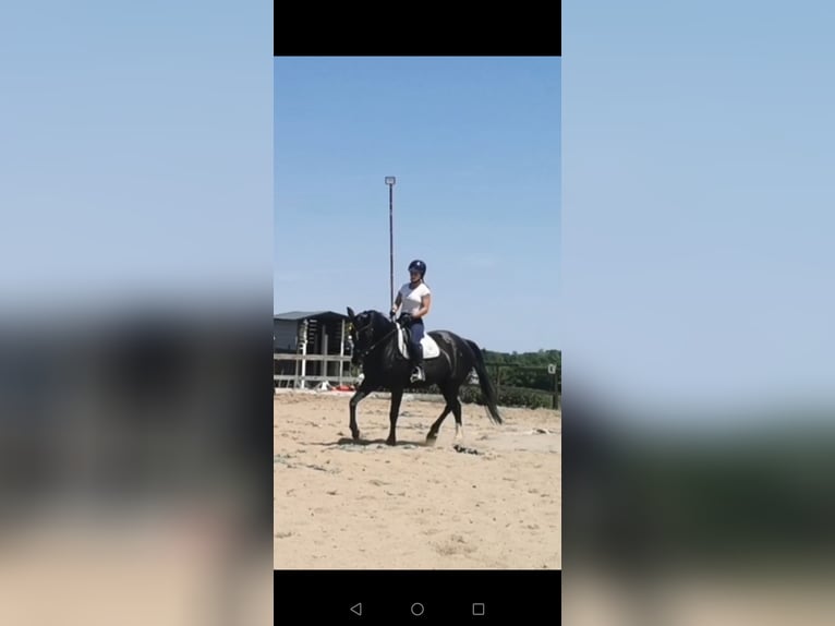 Hannoveraner Stute 21 Jahre 168 cm Rappe in Bad Münstereifel