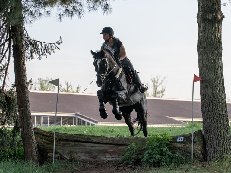 Hannoveraner Stute 21 Jahre 168 cm Rappe in Bad Münstereifel
