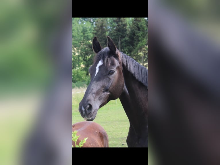 Hannoveraner Stute 21 Jahre 168 cm Rappe in Bad Münstereifel