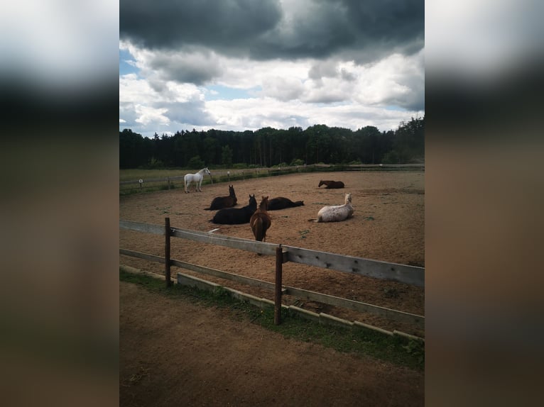 Hannoveraner Stute 21 Jahre 168 cm Rappe in Bad Münstereifel