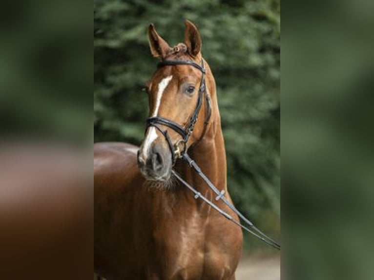Hannoveraner Stute 21 Jahre 172 cm Dunkelfuchs in Moers