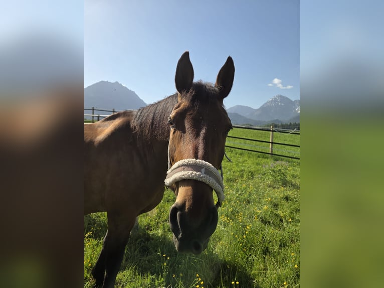 Hannoveraner Stute 21 Jahre Dunkelbrauner in Reutte