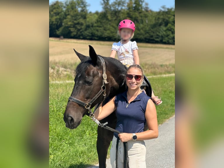 Hannoveraner Stute 22 Jahre 164 cm Dunkelbrauner in Balve