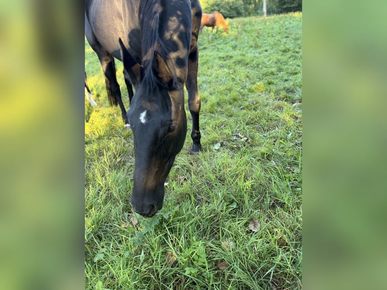 Hannoveraner Stute 22 Jahre 165 cm Rappe in Steinhorst