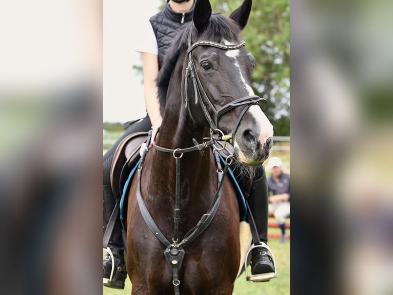 Hannoveraner Stute 23 Jahre 163 cm Rappe in Maisach