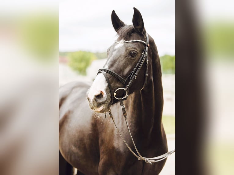 Hannoveraner Stute 23 Jahre 163 cm Rappe in Maisach