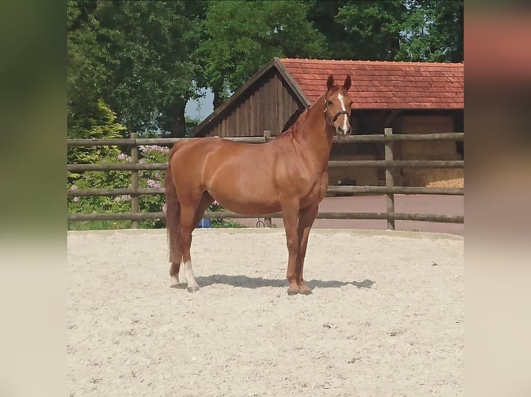 Hannoveraner Stute 23 Jahre 164 cm Fuchs in Hochheim am Main