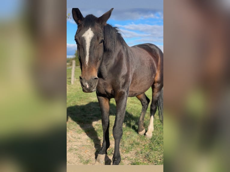 Hannoveraner Stute 23 Jahre 172 cm Brauner in Büren