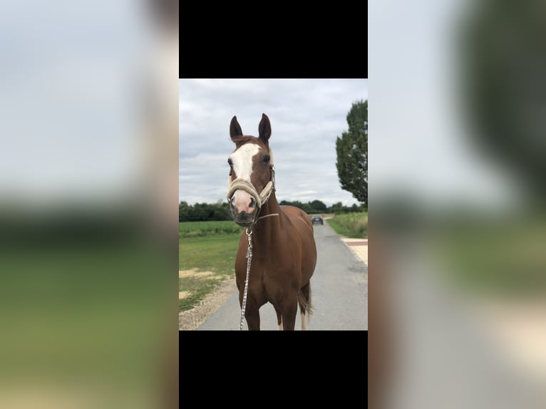 Hannoveraner Stute 24 Jahre 163 cm Fuchs in Riedstadt