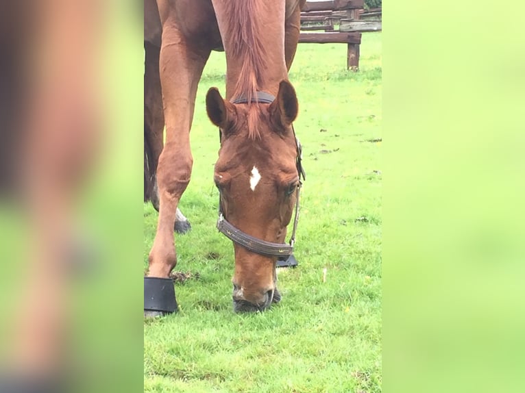 Hannoveraner Stute 24 Jahre 167 cm Fuchs in V&#xF6;lksen