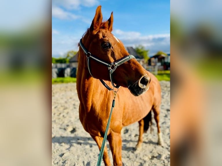 Hannoveraner Stute 24 Jahre 167 cm Fuchs in V&#xF6;lksen