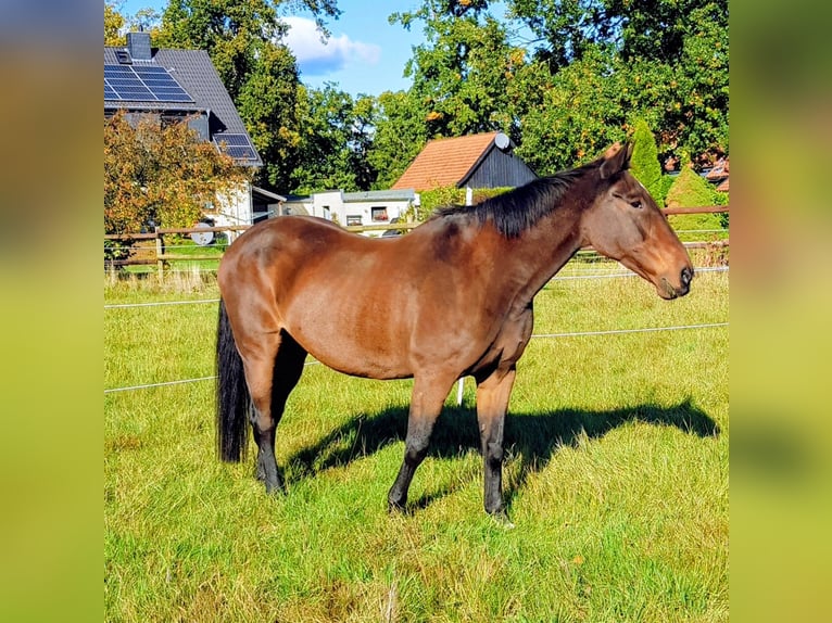 Hannoveraner Mix Stute 27 Jahre 164 cm Brauner in Wedemark