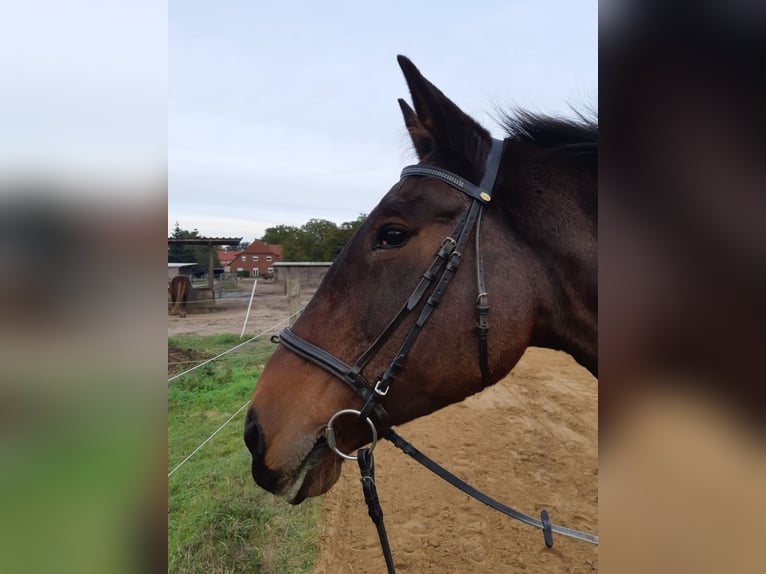 Hannoveraner Mix Stute 27 Jahre 164 cm Brauner in Wedemark
