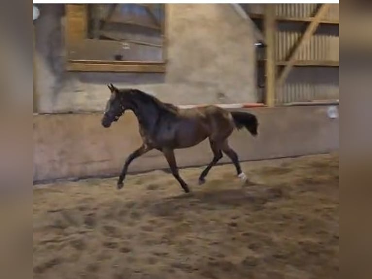 Hannoveraner Stute 2 Jahre 153 cm Brauner in Schwarmstedt