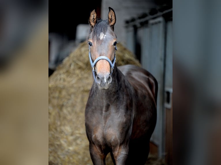 Hannoveraner Stute 2 Jahre 155 cm Dunkelbrauner in Isernhagen
