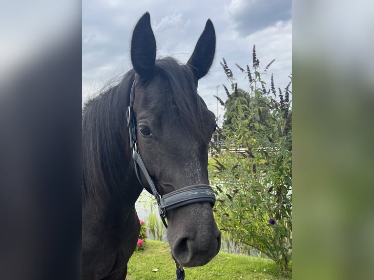 Hannoveraner Stute 2 Jahre 155 cm Schimmel in Leer (Ostfriesland)