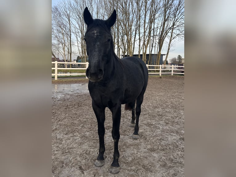 Hannoveraner Stute 2 Jahre 157 cm Schimmel in Ostrhauderfehn