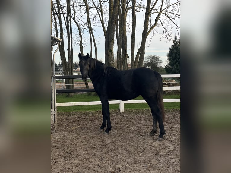 Hannoveraner Stute 2 Jahre 157 cm Schimmel in Ostrhauderfehn