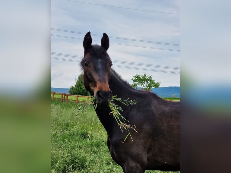 Hannoveraner Stute 2 Jahre 158 cm Schwarzbrauner in Bad Münder am Deister