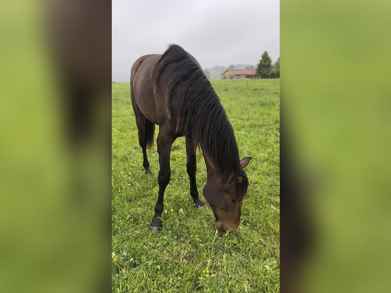 Hannoveraner Stute 2 Jahre 160 cm Dunkelbrauner in Wessobrunn