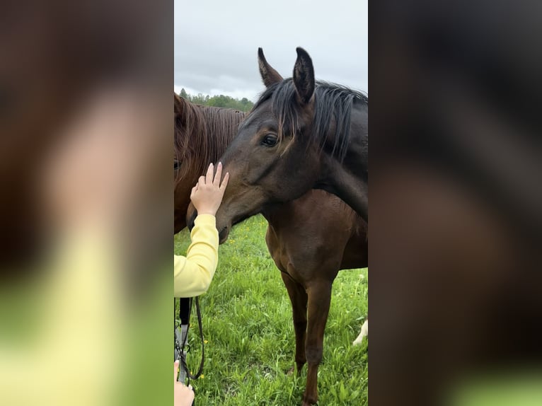 Hannoveraner Stute 2 Jahre 160 cm Dunkelbrauner in Wessobrunn