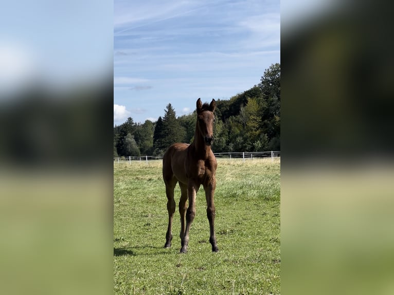 Hannoveraner Stute 2 Jahre 160 cm Dunkelbrauner in Wessobrunn