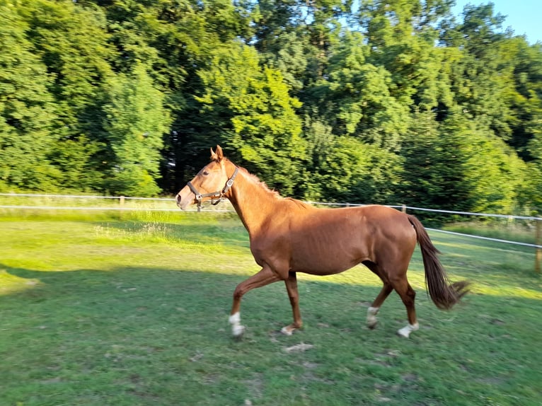 Hannoveraner Stute 2 Jahre 160 cm Fuchs in Gescher