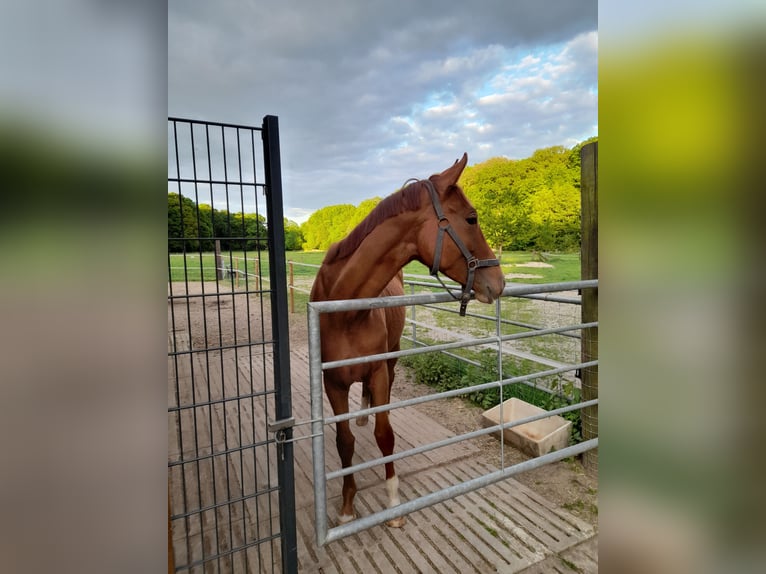 Hannoveraner Stute 2 Jahre 160 cm Fuchs in Gescher