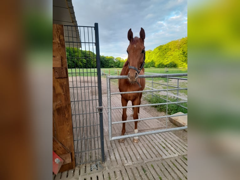 Hannoveraner Stute 2 Jahre 160 cm Fuchs in Gescher