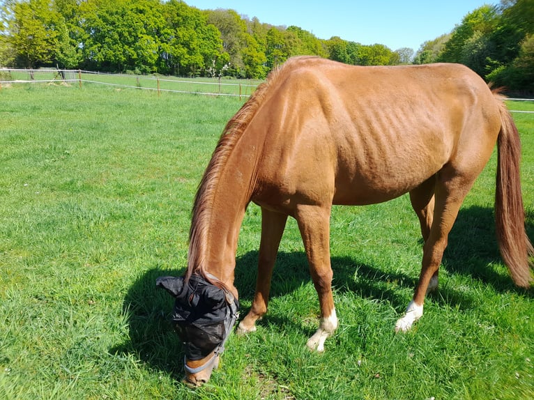 Hannoveraner Stute 2 Jahre 160 cm Fuchs in Gescher