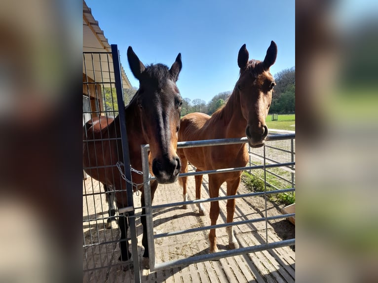 Hannoveraner Stute 2 Jahre 160 cm Fuchs in Gescher