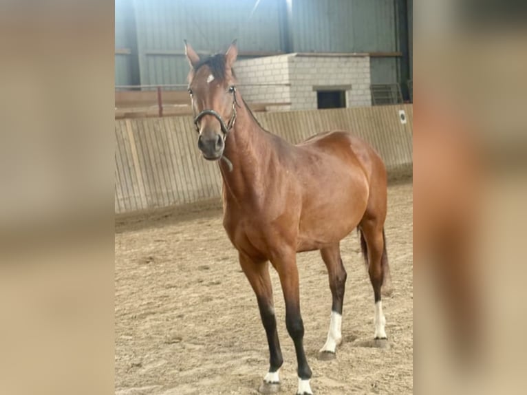 Hannoveraner Stute 2 Jahre 161 cm Brauner in Rommerskirchen