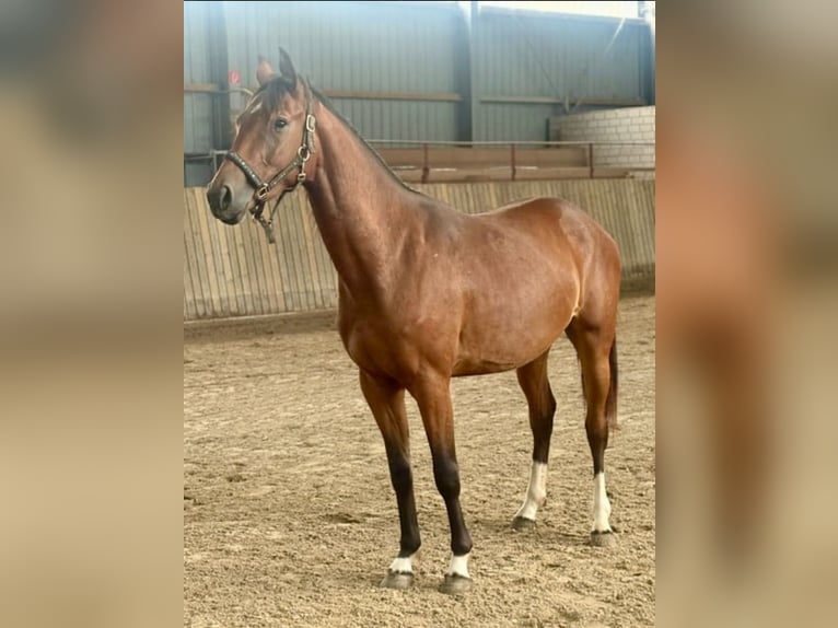 Hannoveraner Stute 2 Jahre 161 cm Brauner in Rommerskirchen