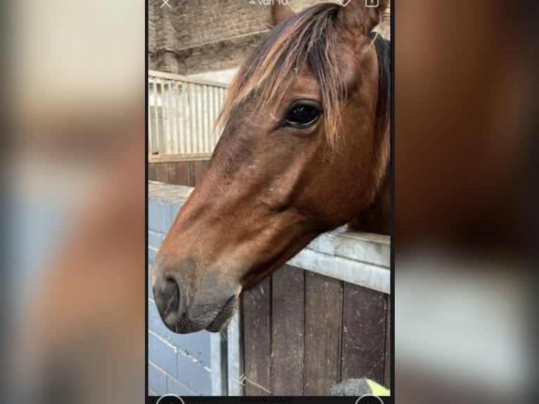 Hannoveraner Stute 2 Jahre 161 cm Brauner in Rommerskirchen