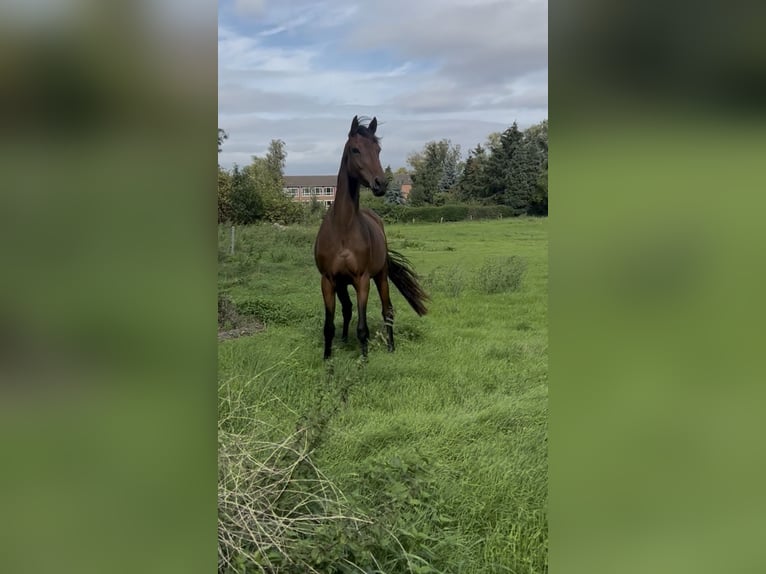 Hannoveraner Stute 2 Jahre 161 cm Dunkelbrauner in Jülich