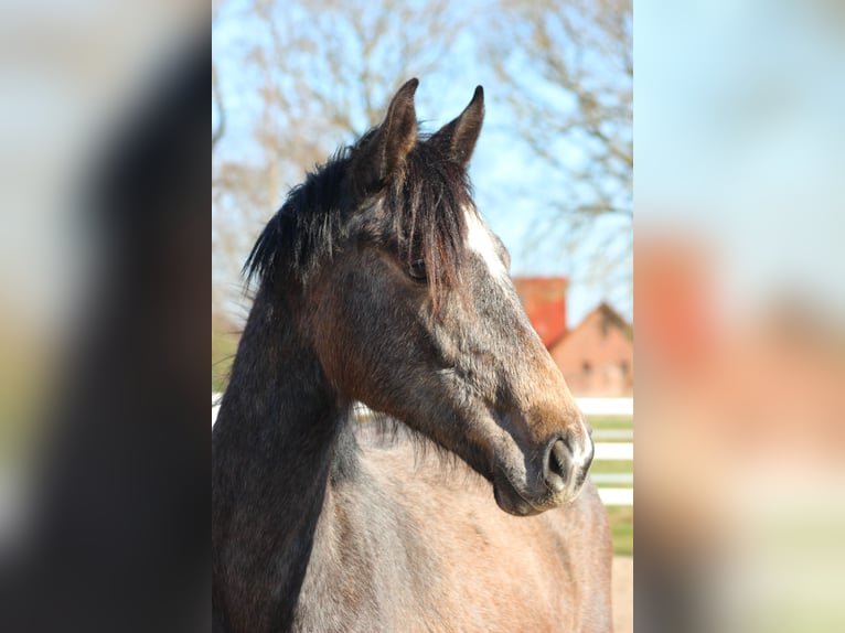 Hannoveraner Stute 2 Jahre 161 cm Kann Schimmel werden in Ostrhauderfehn