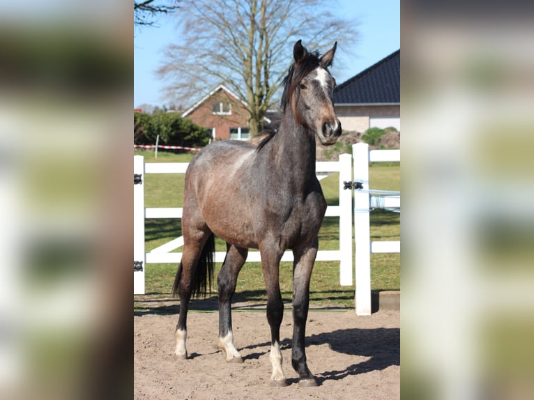 Hannoveraner Stute 2 Jahre 161 cm Schimmel in Leer (Ostfriesland)