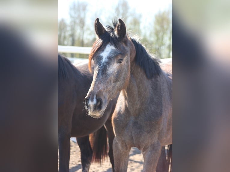 Hannoveraner Stute 2 Jahre 161 cm Schimmel in Leer (Ostfriesland)